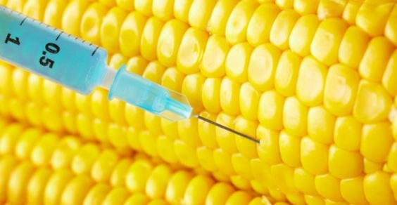 Argentina. Monsanto: tregua sulla guerra per il controllo della soia OGM