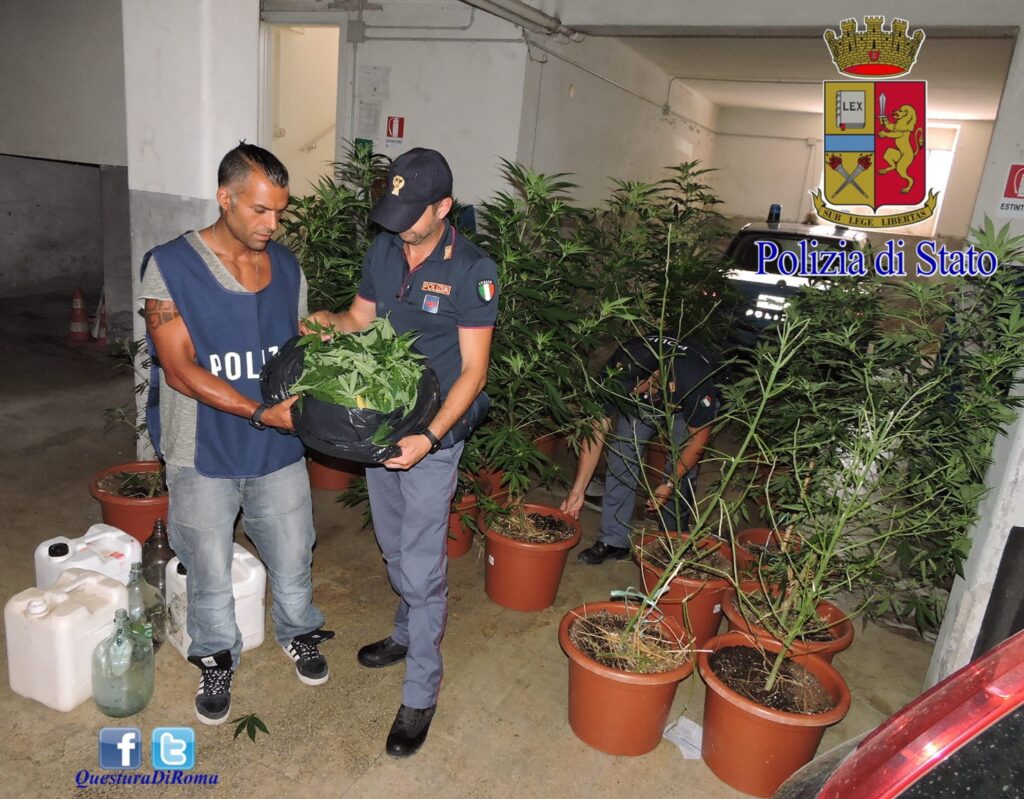 Genzano.Scoperta coltivazione di marijuana nel bosco. Denunciati due fratelli