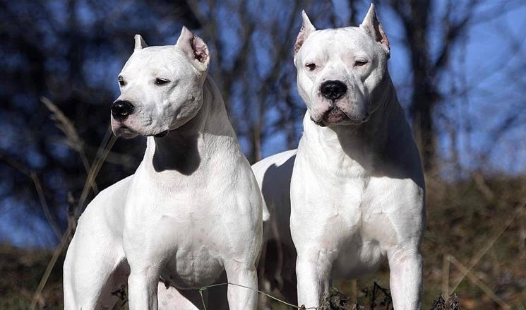 Bimbo sbranato da un dogo argentino. Il padre difende moglie: ha fatto il possibile
