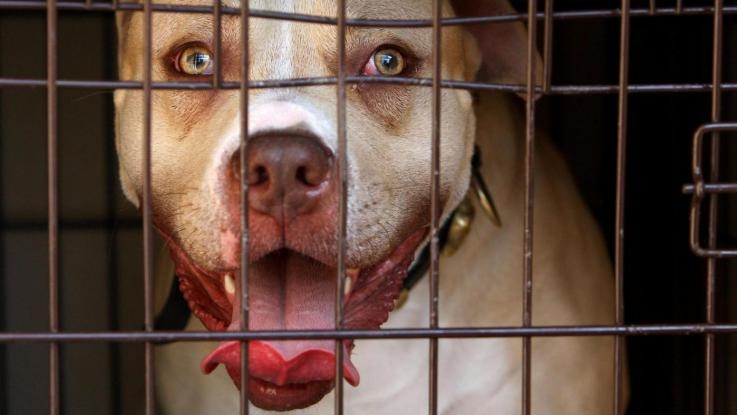 Napoli. Pitbull semina panico e azzanna bambino si 10 anni