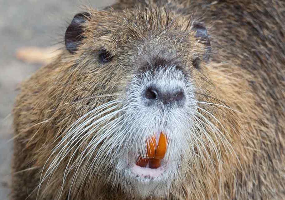 III Convegno nazionale sulla fauna selvatica problematica. Intervista alla presidente dell’ATIt Anna Loy