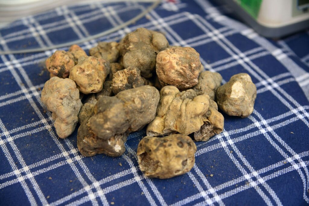 Mostra Mercato di Apecchio . Protagonisti il Tartufo e la Birra Artigianale