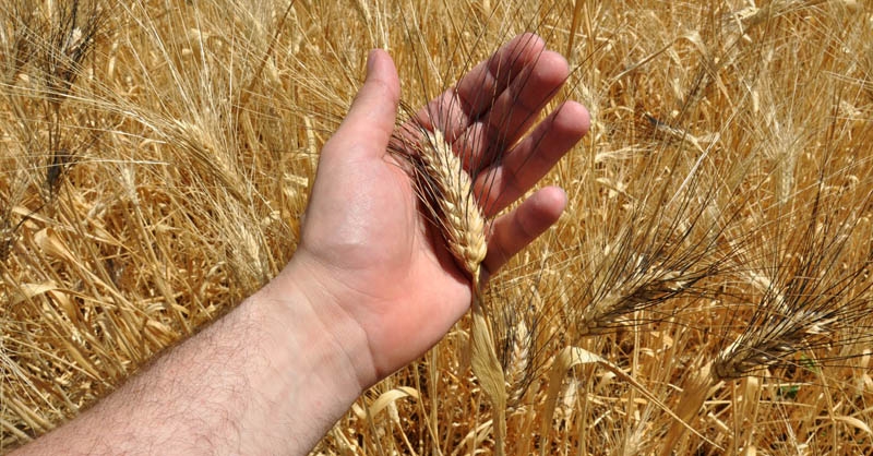 Agricoltura. Grano italiano a rischio estinzione