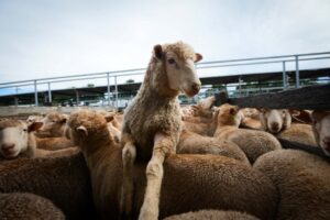 “We animals”: a Torino siamo tutti animali