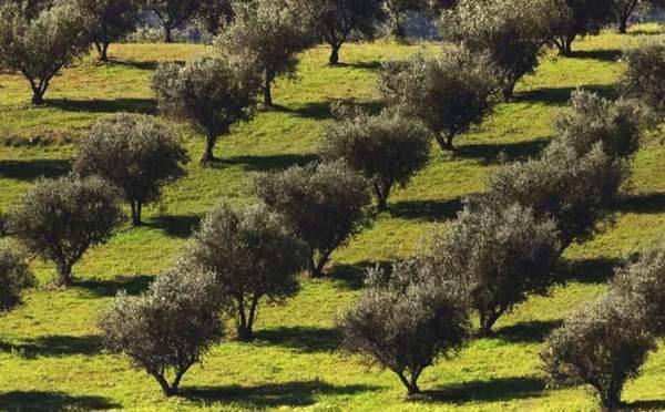Agricoltura. Ulivo migra al nord per il clima, il vino ha 1 grado in più