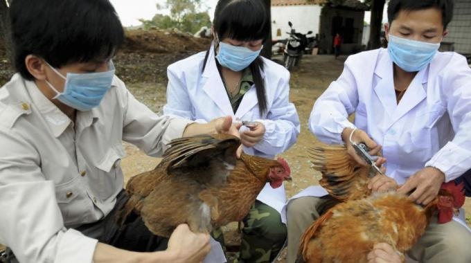 Aviaria, oltre 10 milioni di volatili abbattuti in Corea del Sud
