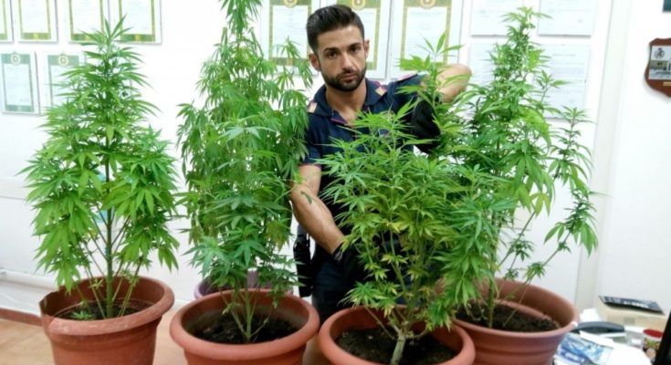 Ostia. Arrestata coppia, coltivava marijuana in casa