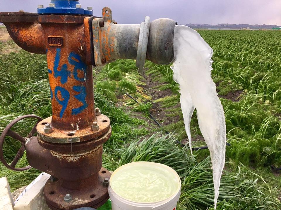 Maltempo. Gelo nelle campagne. Agricoltura compromessa