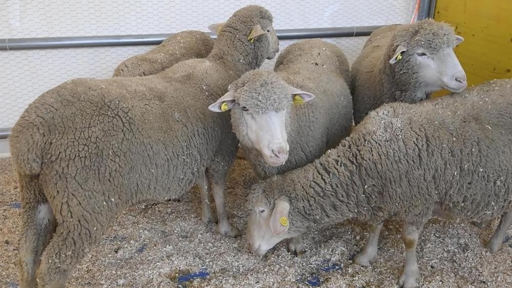 Terremoto: in Abruzzo strage di 10mila animali