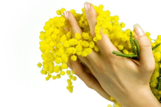 8 marzo: mimose per 7 donne su 10