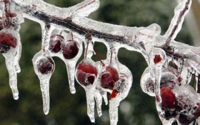 Maltempo. Freddo e gelo, danni all’agricoltura per 100 milioni