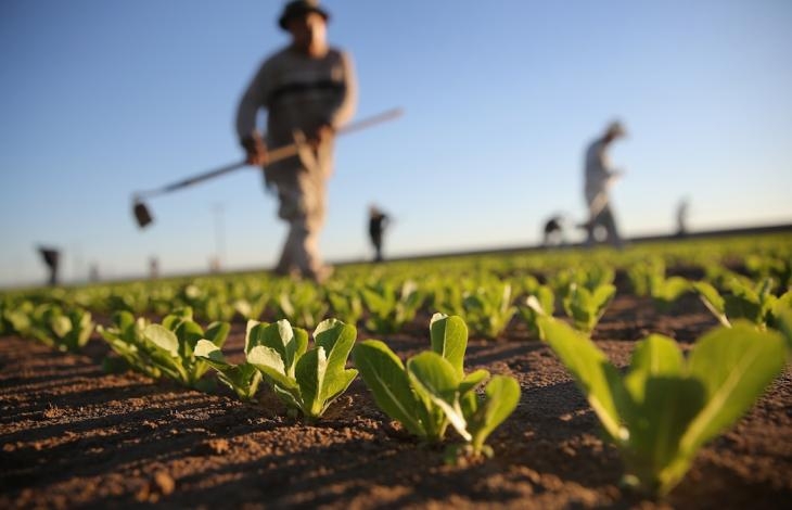 Italia, prima in agricoltura