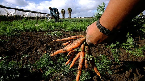 Agricoltura. Crescono i prezzi, ma nei campi e’ crisi
