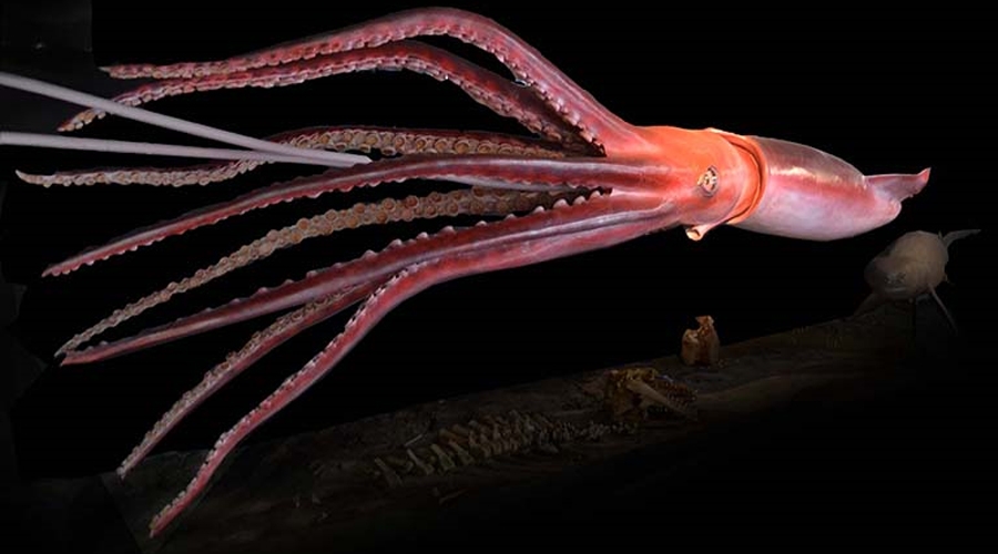 Il calamaro gigante esiste, ecco dove