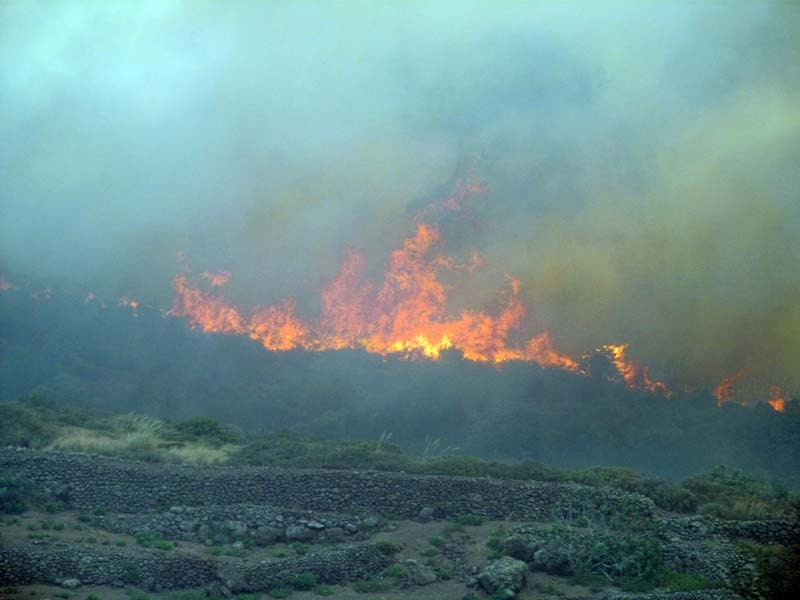 Incendi. 12 miliardi di alberi in preda ai piromani