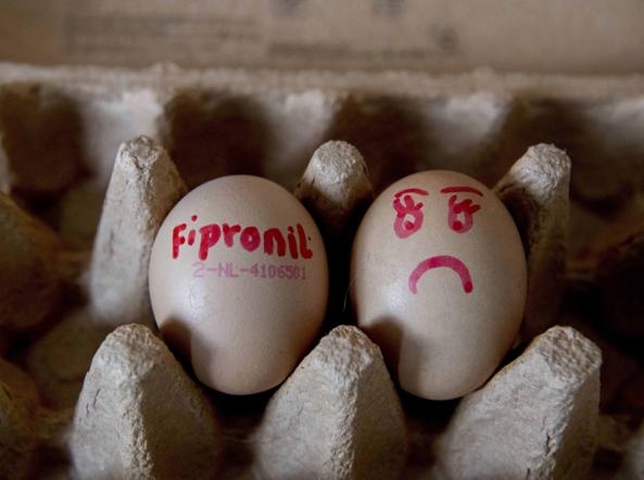 Uova all’ozono: un’alternativa biologica al Fipronil