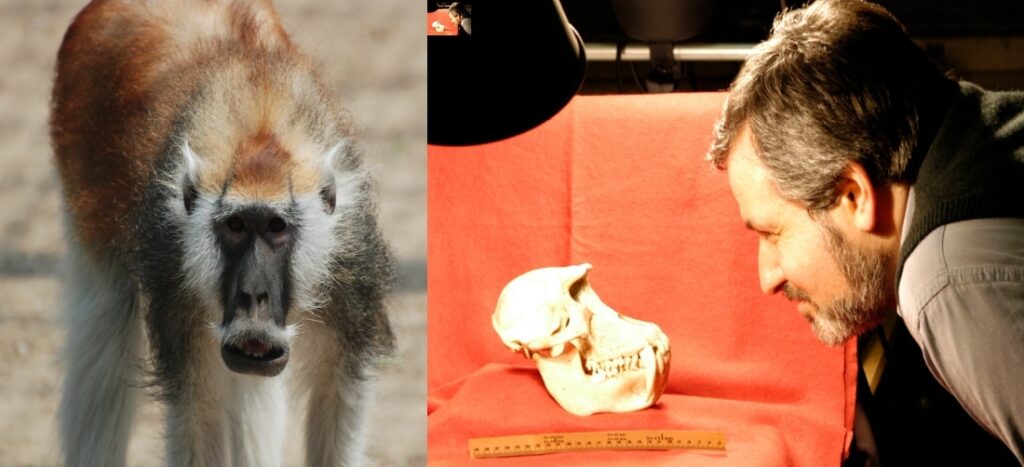 E’ anche italiana l’ultima specie di scimmia scoperta in Africa