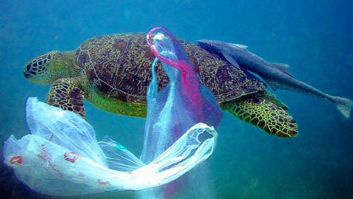 Ricerca: risultati poco confortanti sulle buste ecologiche