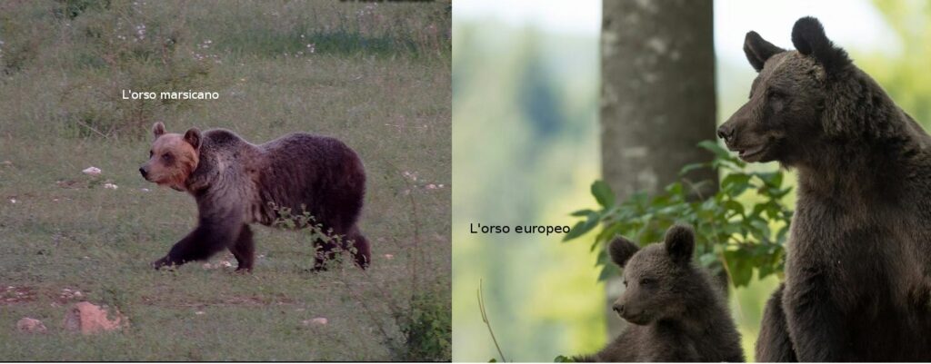 Conservare l’orso marsicano con un modello “appenninico”