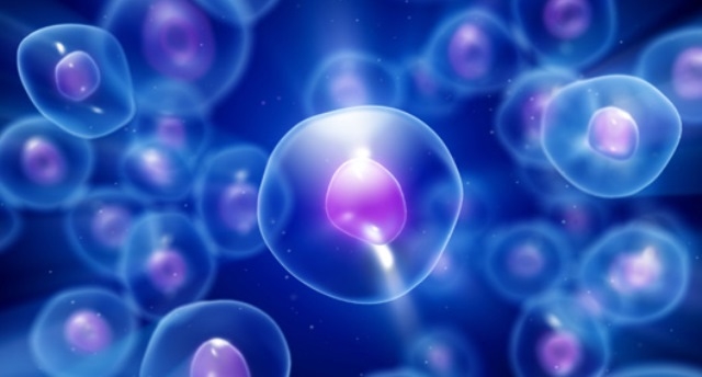 Creati primi embrioni pecora-uomo: una speranza per il trapianto di organi