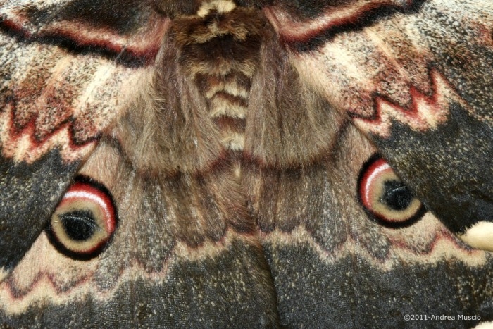 Gli invertebrati cambiano dimensioni. La causa, il riscaldamento globale