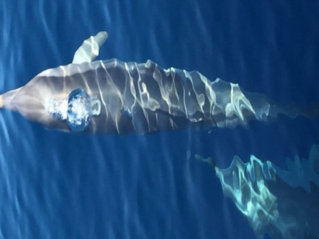 Una app per navigatori consapevoli che segnala rifiuti e specie protette