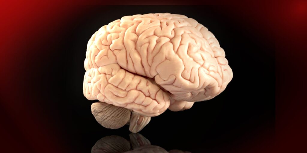 Dalle cellule staminali un mini-cervello per curare le malattie neurologiche