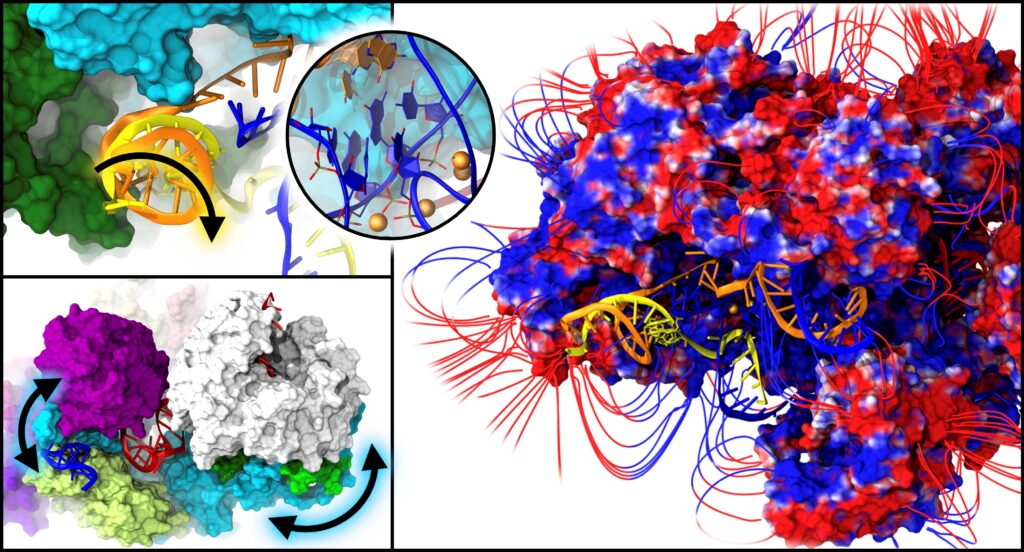 Spliceosoma, un grande sarto coordina il ‘taglia e cuci’ dell’informazione genetica