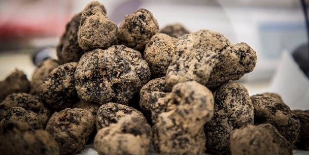 Massimo Bottura testimonial del progetto “Il tartufo dei Sibillini”