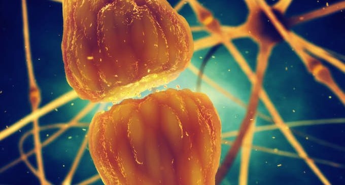 Sinapsi artificiali per la comunicazione neuronale
