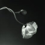 RobertMapplethorpe_03