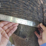 Juno_cancer_elephant_electrochemotherapy_evvivax_2_800px