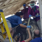 Juno_cancer_elephant_electrochemotherapy_evvivax_800px