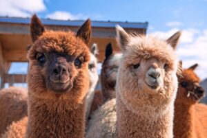 Dagli alpaca, i nano-anticorpi contro i tumori solidi
