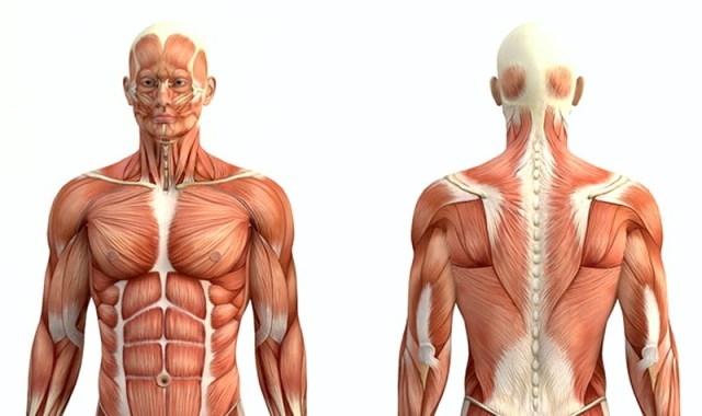 Scoperto un nuovo fattore dello sviluppo del tessuto muscolare