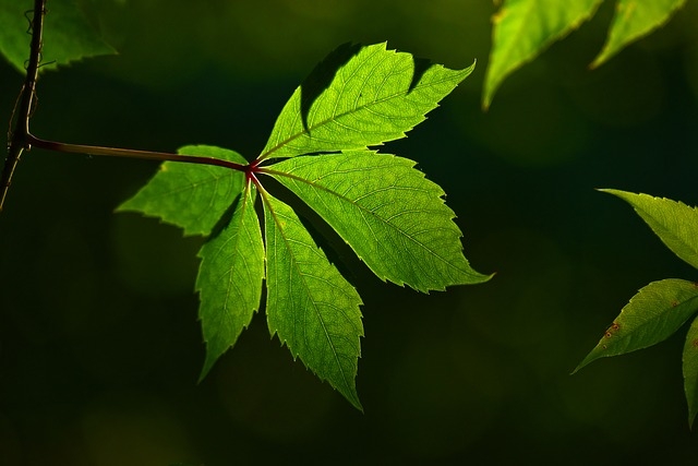 Acea ad Ecomondo, dai fertilizzanti green alla waste transition