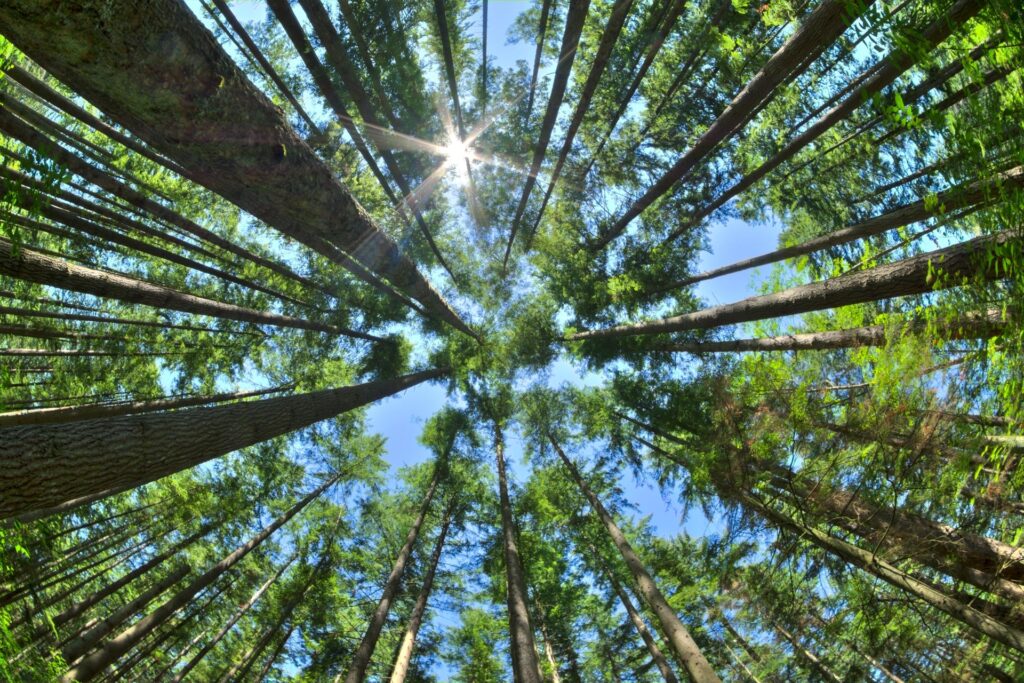 La foresta: una concentrazione di olii essenziali che ci aiuta a vivere meglio