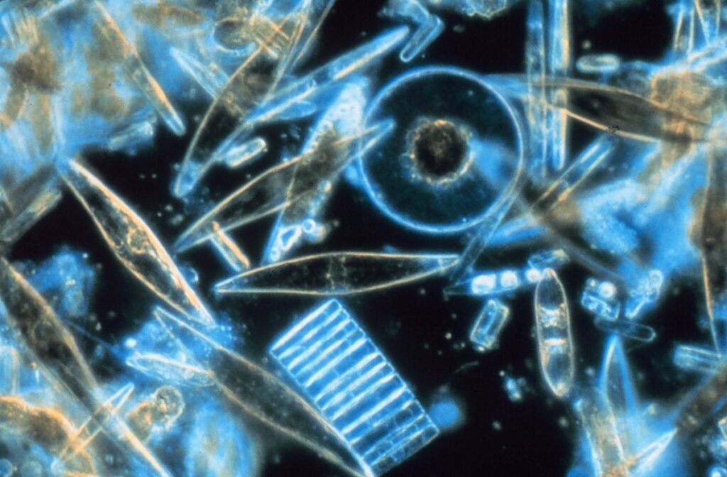 Scoperte nuove specie di plancton nel Mediterraneo