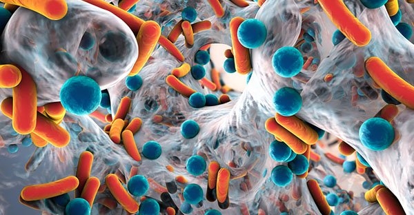 Ricerca. Scoperti i batteri intestinali che aiutano a combattere i tumori