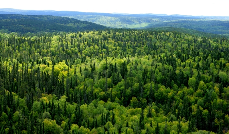 Ricerca. Le foreste che crescono al caldo sono più efficienti
