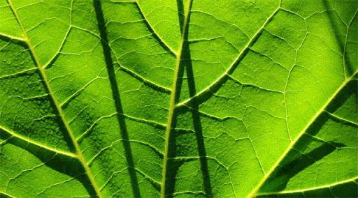 Nuove piante per mitigare il cambiamento climatico
