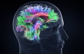 Ricerca. Quando il cervello si sorprende