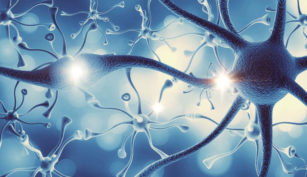 Ricerca. La maturazione precoce dei neuroni alla base delle malattie del neurosviluppo
