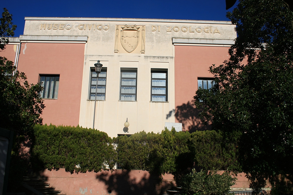 Il Museo civico di Zoologia di Roma, cultura scientifica e fanalini di coda (prima parte)