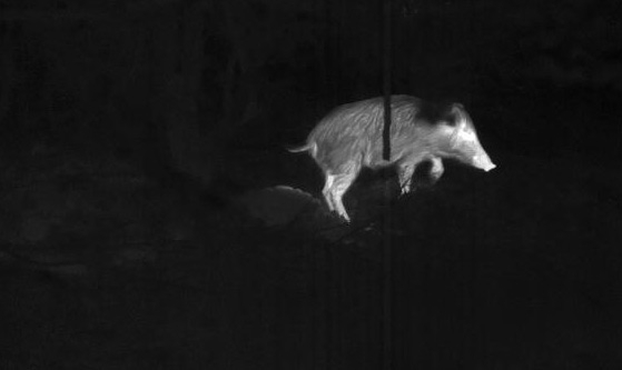 Tecniche innovative dei censimenti della fauna selvatica