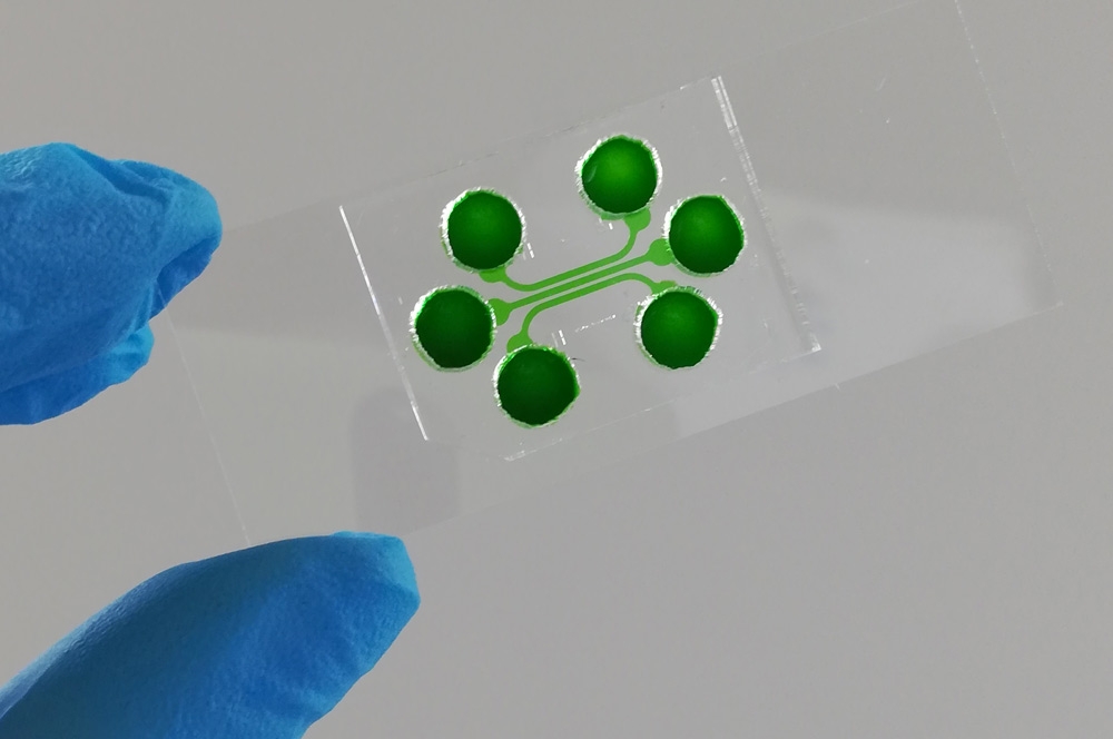 Ricerca. Organ on chip: l’importanza della comunicazione cellulare