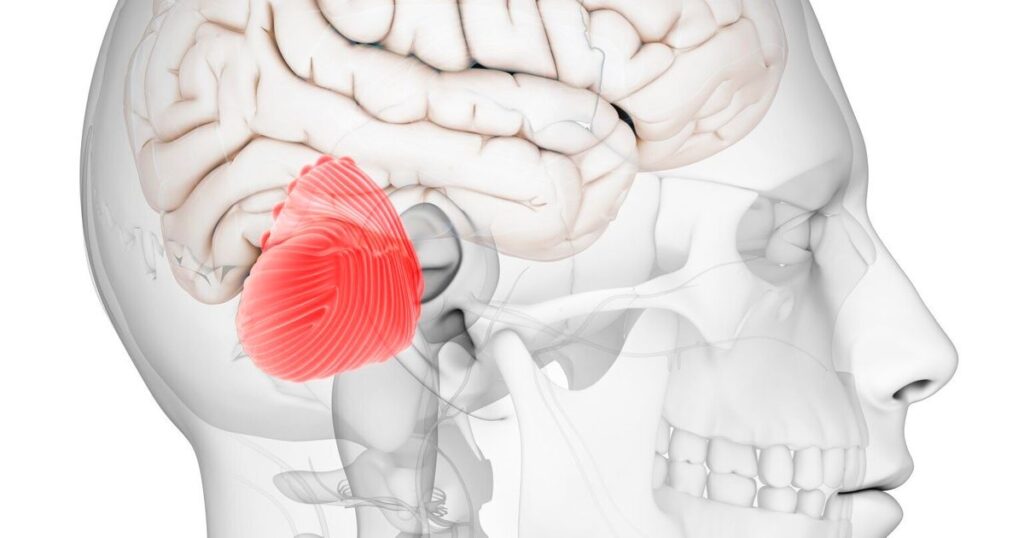 Ricerca. Il cervello a riposo? Ottimizza le proprie prestazioni future