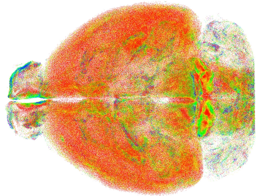 Ricerca. Un’innovativa tecnica ottica per indagare sul cervello