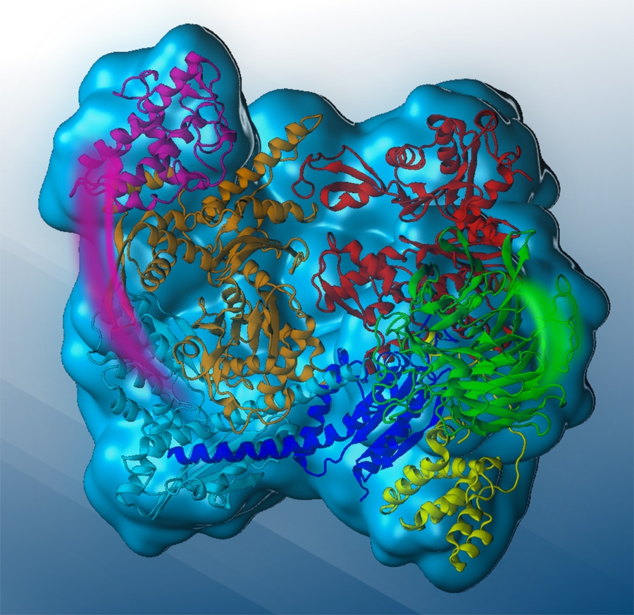 Ricerca. Quando le cellule si muovono male