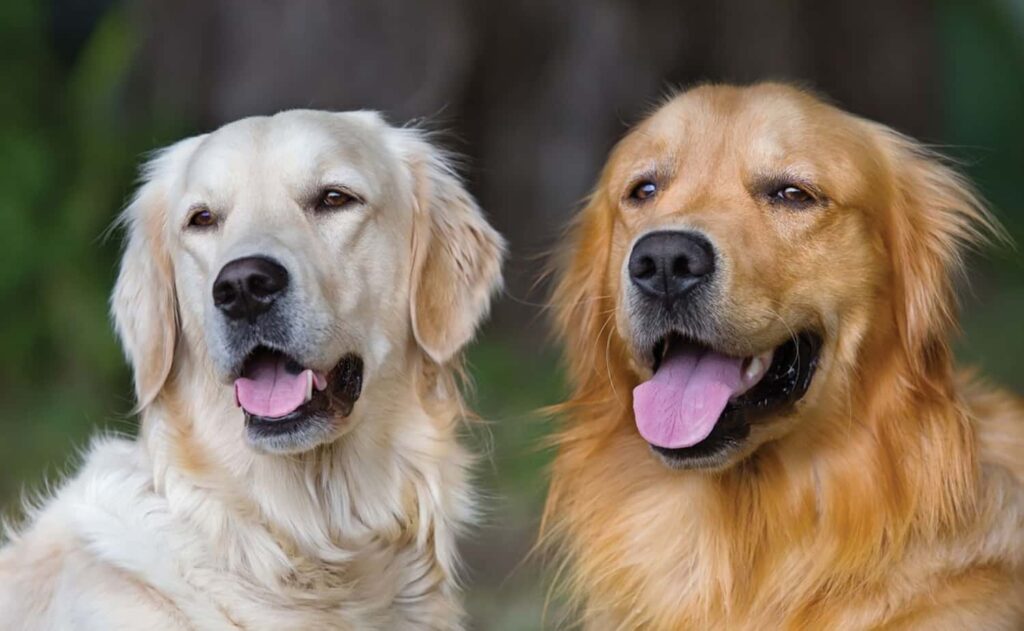 Libri. Storie vere di cani veri. “Picchio & Spilù, una pappa per due”